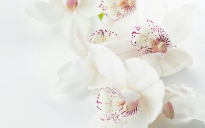 Praesent finibus elit sodales dis